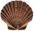 shell picture