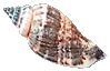 shell picture