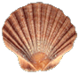 shell picture